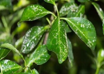 5 آفت رایج گیاهان آپارتمانی و نحوه خلاص شدن از شر آن‌ها